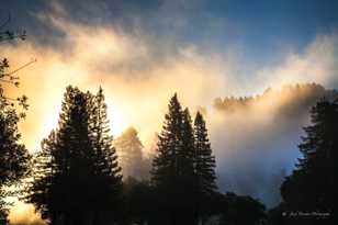 Morning mists in the forest-7895 Morning mists in the forest-7895